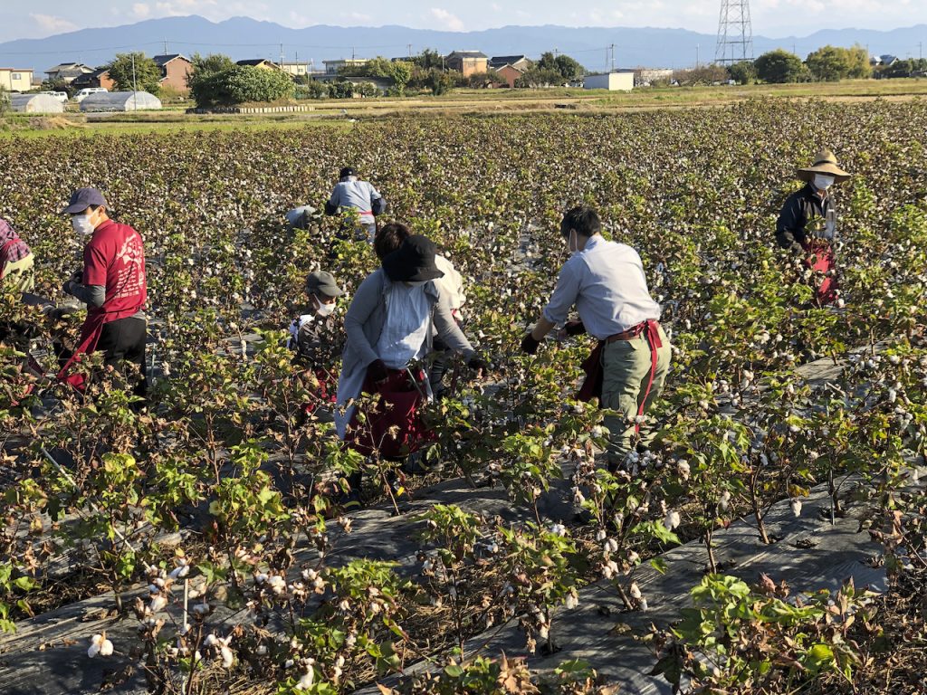 The 3rd NAIST SDGs Action Vol. 4 – Picking Cotton (November 4, 2023)