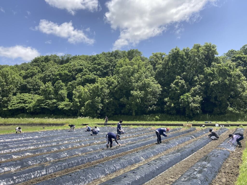 NAIST SDGs Action 2024 Vol.3 – Cotton Cultivation in Fallow Rice Field Project 2024 Part 2: Weeding (June 16, 2024)