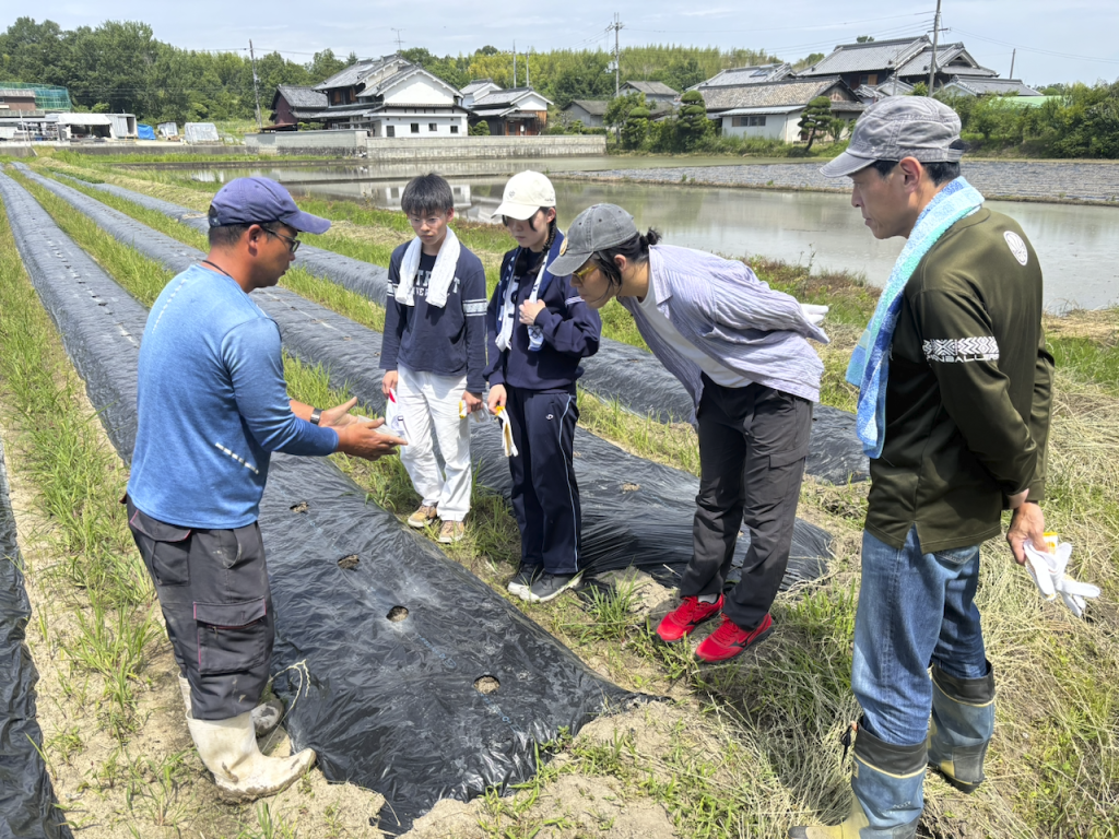 NAIST SDGs Action 2026 Vol.1: Cotton Cultivation in Fallow Rice Field Project Part 1: Sowing Cotton Seeds (May 30, 2026)
