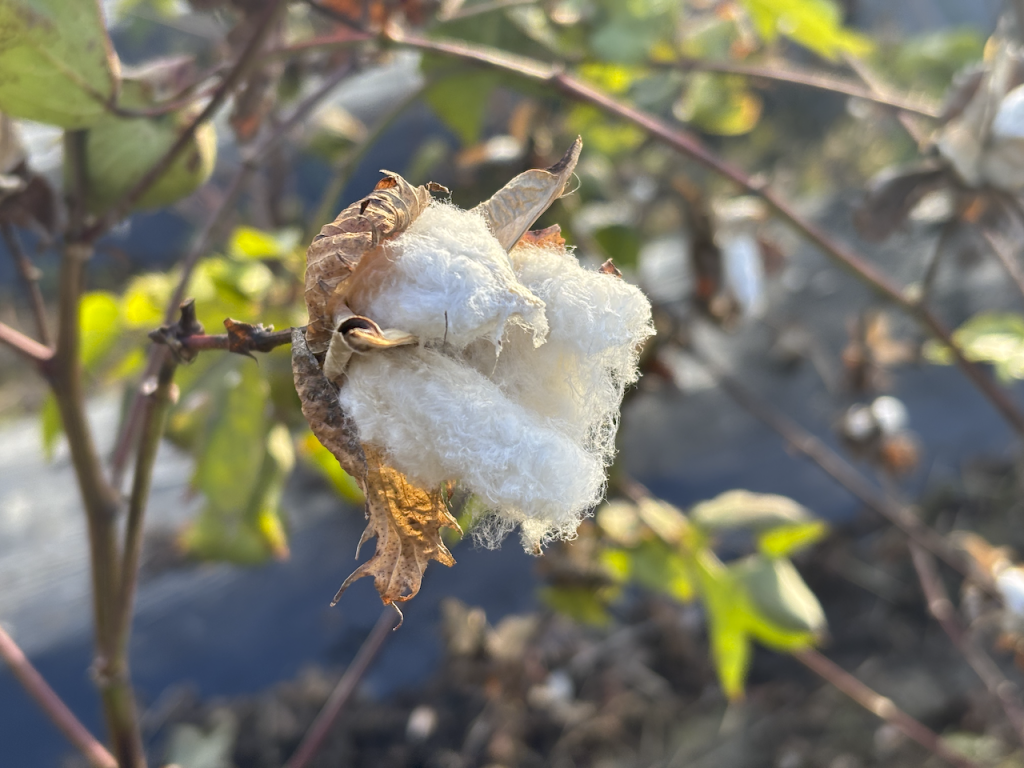 The 4th SDGs × CDG Seminar: “Tabio’s Monozukuri (Manufacturing) and Challenges in the Industry” (May 8, 2026)