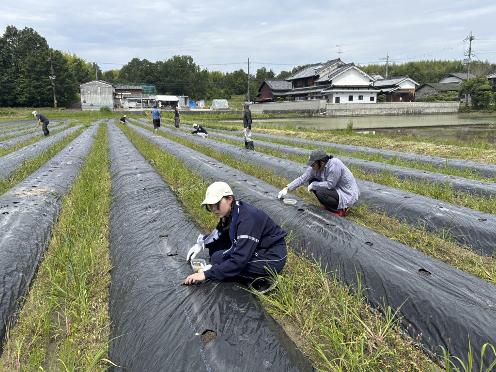 NAIST SDGs Action 2025 Vol.3~休耕田ワタ栽培プロジェクト2025 Part.2 ワタ畑の草引き~ (2025.7.12)