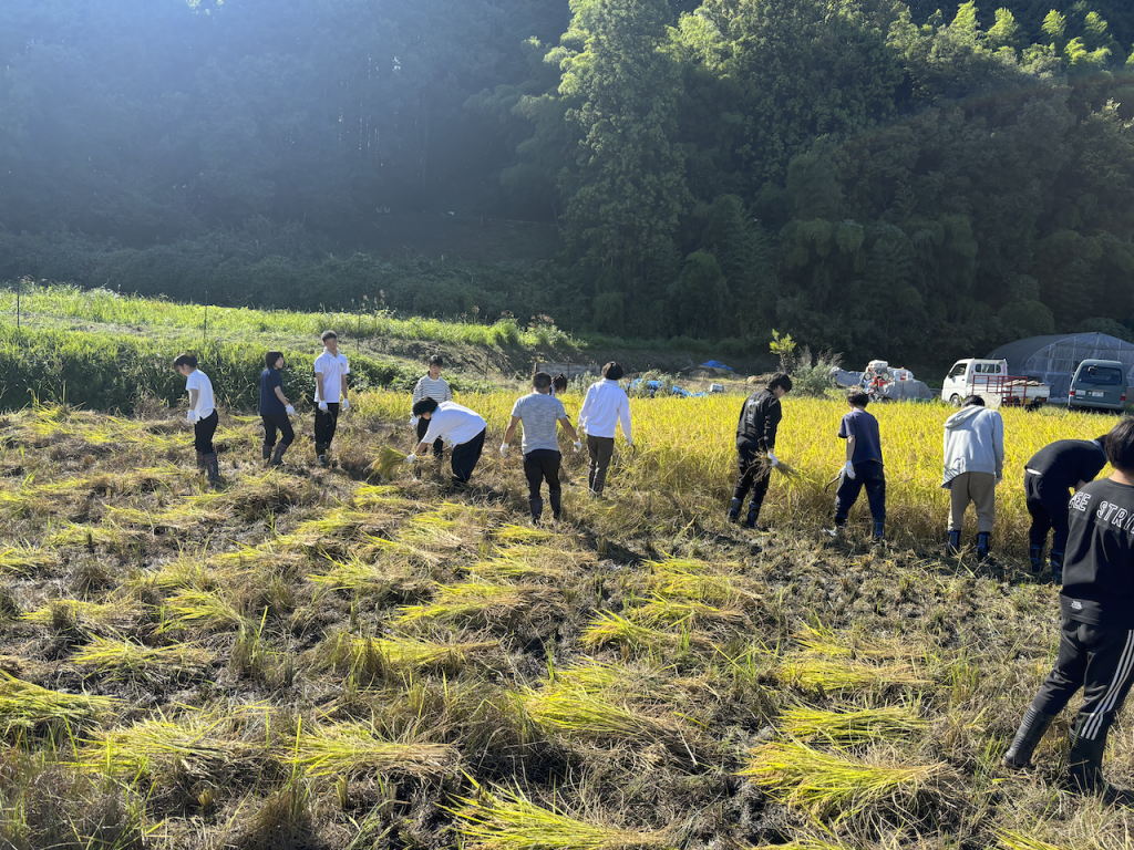 NAIST SDGs Action 2025 Vol.6~秋津穂の里 里山保全2025 Part.3 棚田の稲刈り~(2025.10.19)